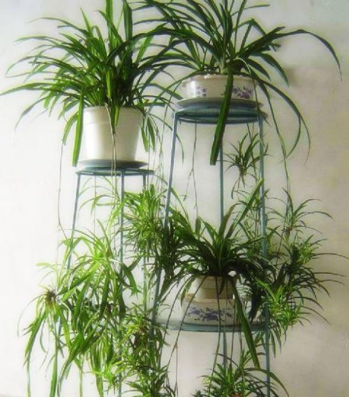 什么植物除甲醛效果最好最快便宜,新床怎么除甲醛最快最有效的方法