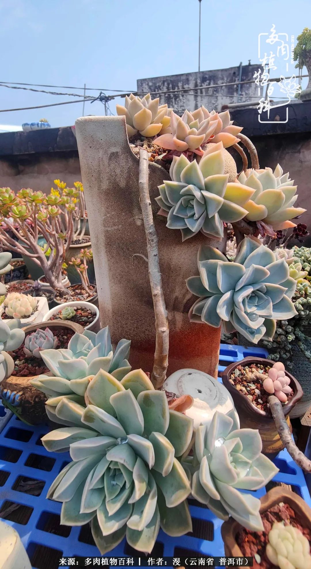 风过留痕讲的啥,风过留痕朗诵