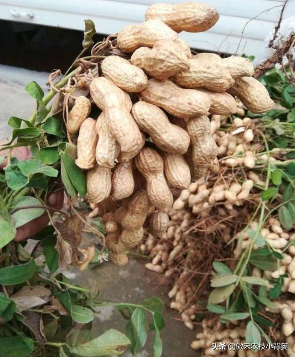 种花生高产施什么肥,作物开花了怎样施肥能多结果