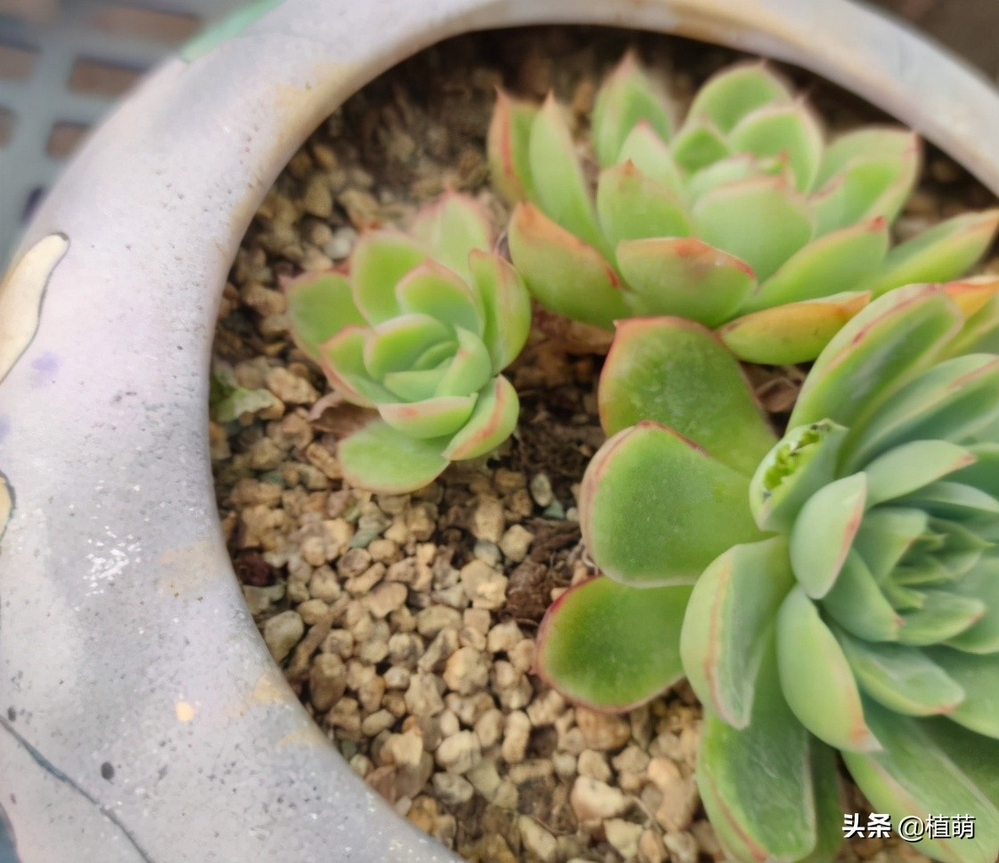 多肉遭虫害,多肉被鸟儿吃了怎么办