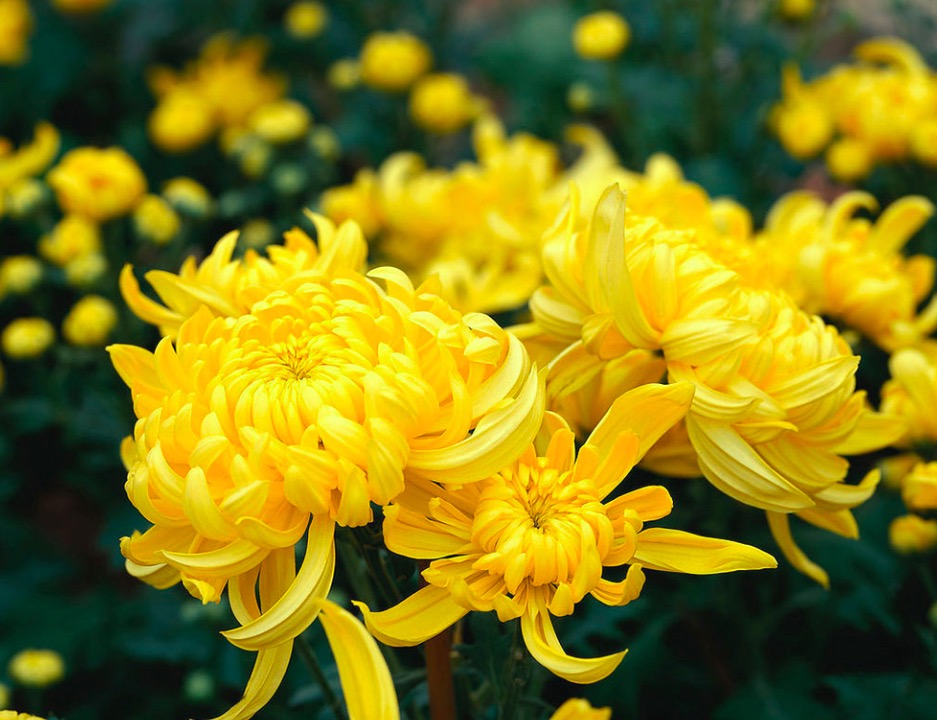 元稹爱菊花的原因是什么,古人对菊花的爱好