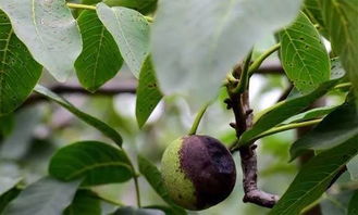 *疆新**核桃常见病虫害防治之研究，掌握此类知识，种出优质核桃