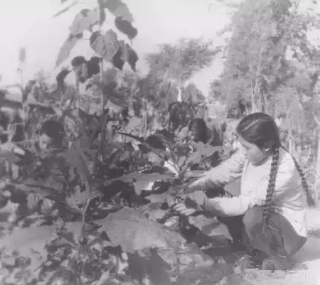 保定各县老照片,保定中学老照片图