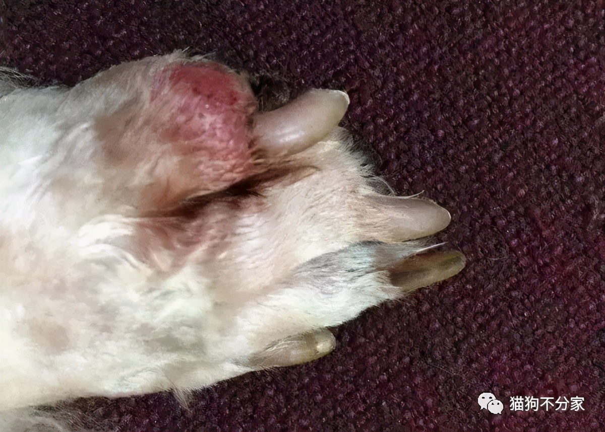 狗狗划伤了怎么处理伤口,狗狗脚掌被玻璃划伤怎么办