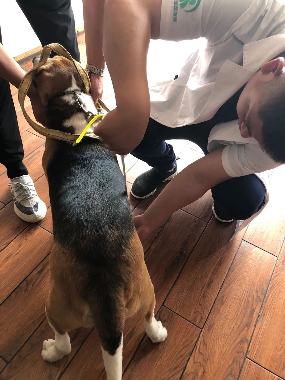 犬加强免疫关注事项,犬只免疫费用