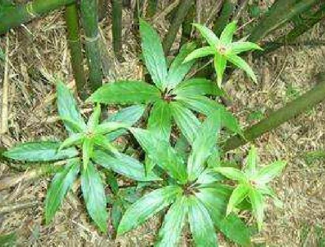 竹林里的野草如何清除,最近竹林发现的野草