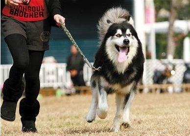 饲养宠物有哪些有益的影响,小朋友养宠物狗的好处和坏处
