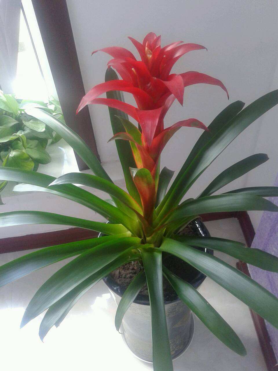 水塔花的养殖方法施什么肥,水塔花的养殖方法和关注事项