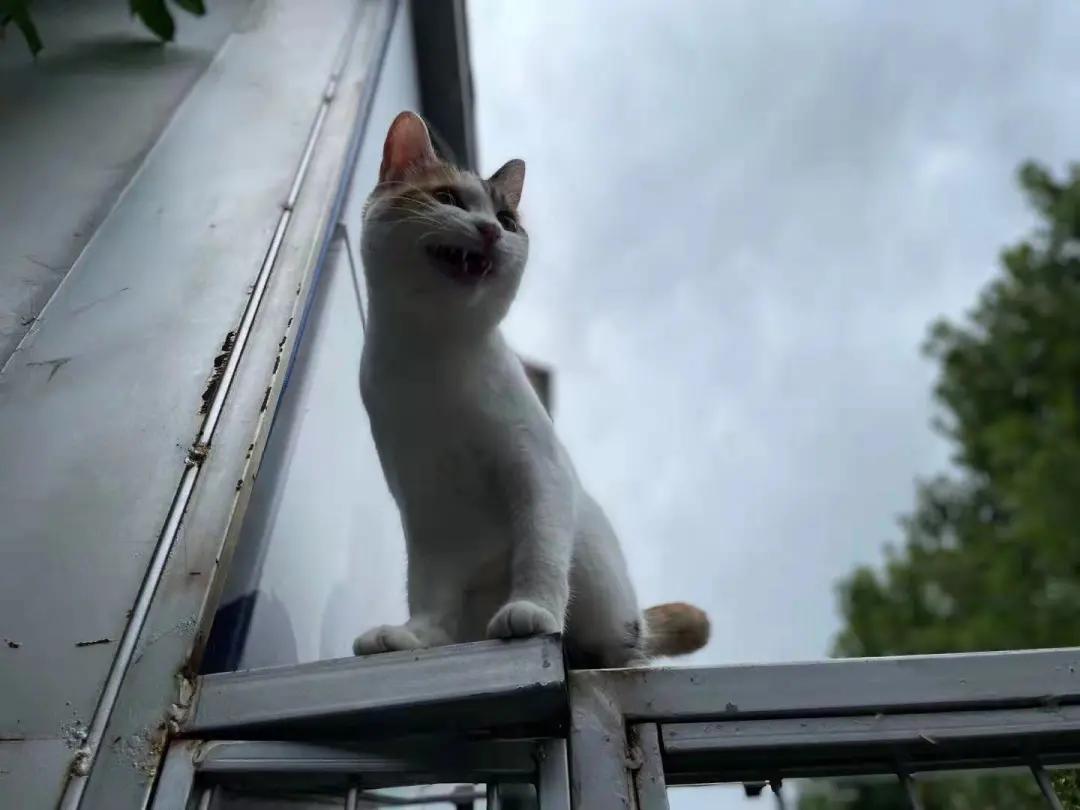 米麒麟：我掉缸怎么了？