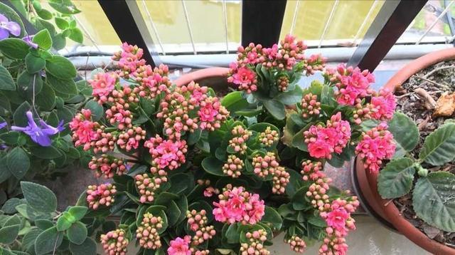 长寿花长得又粗又壮就是不开花,长寿花不开花浇啤酒行吗