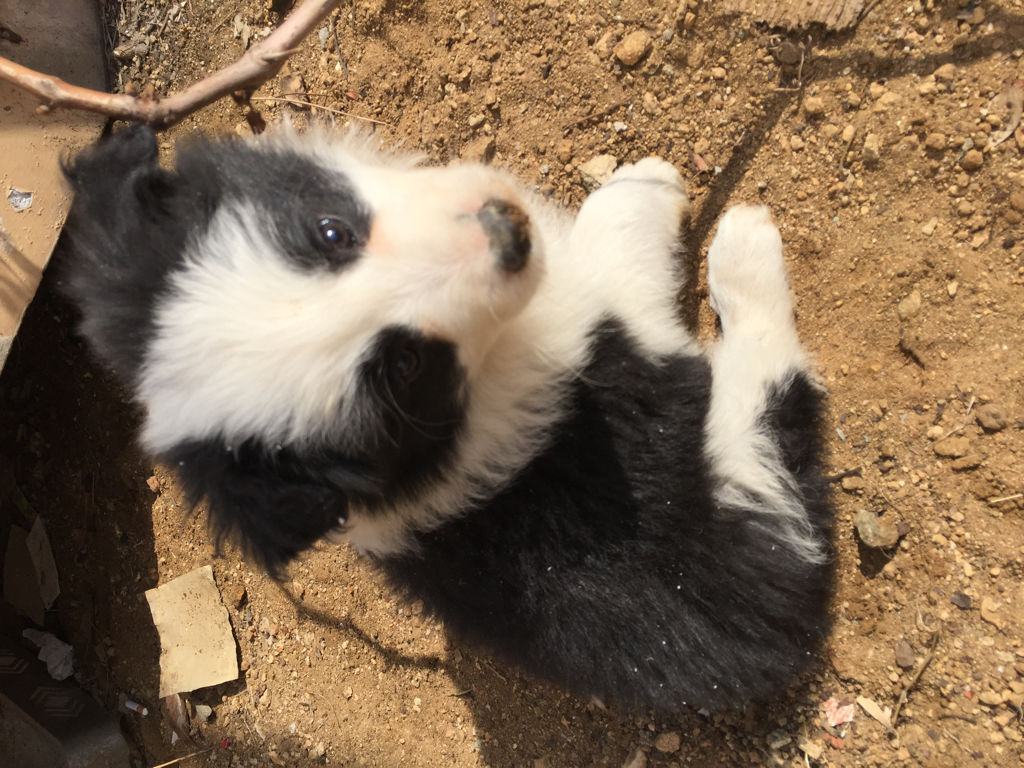 边境牧羊犬为什么很少有人养,边境牧羊犬是禁养犬吗