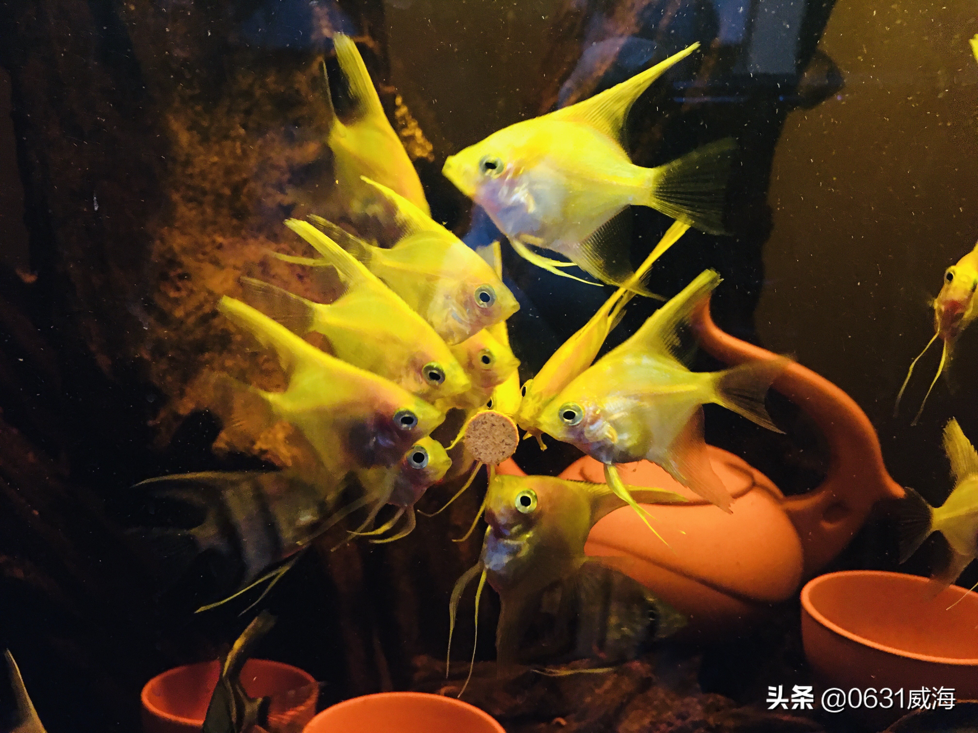 燕鱼打架的原因,燕鱼打架