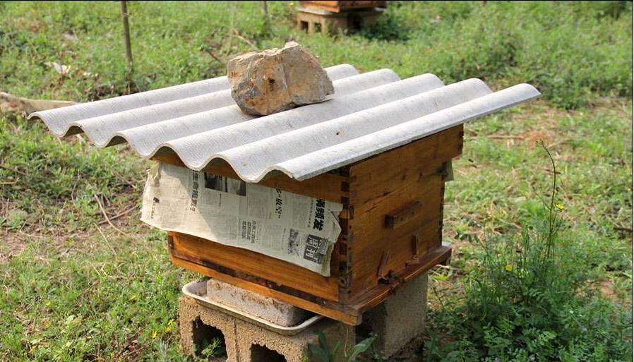 养蜂场蚂蚁很多怎么处理,养蜂怎么治疗蚂蚁和蟑螂