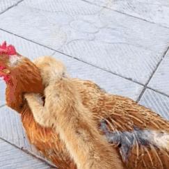 养了几只鸡怎么防黄鼠狼,鸡窝怎么防黄鼠狼防猫