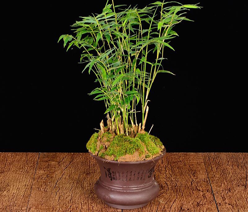 阳台养一盆茉莉,凤尾竹可以放阳台养吗