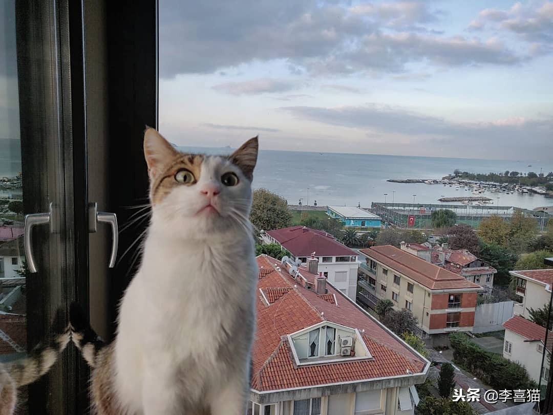 铲屎官出门后猫咪都在想什么呢,铲屎官准备外出