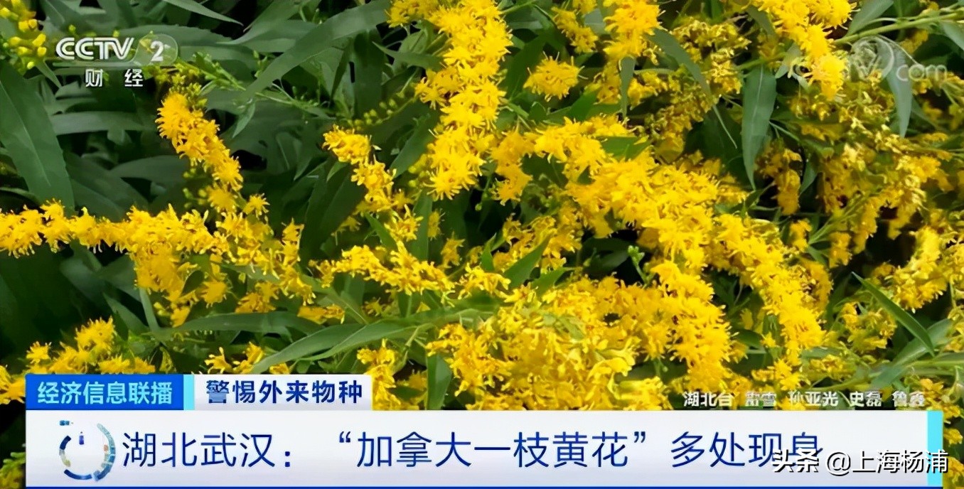 看见黄色花报警,看到这种花立即报警警方紧急提醒