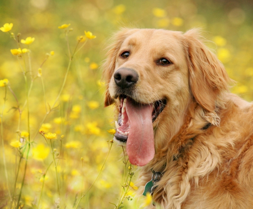 金毛如何分辨是纯种还是混种,怎样辨别纯种金毛和普通金毛