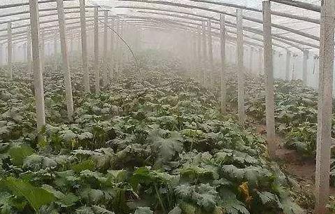 连阴天喷施什么肥,雨季喷施农药需关注的问题有哪些