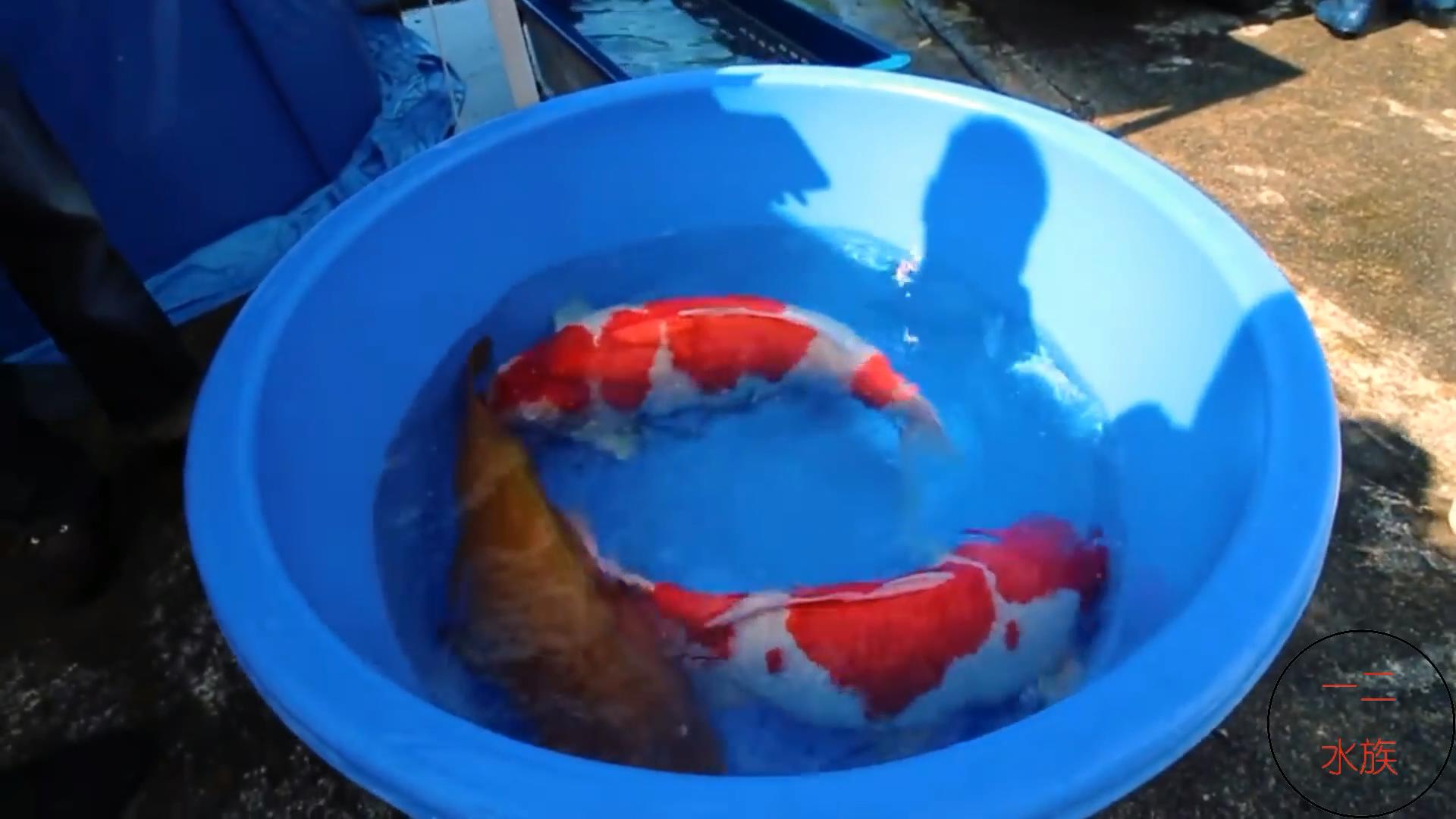 可以和金鱼混养的冷水鱼,热带鱼和金鱼混养会有什么后果