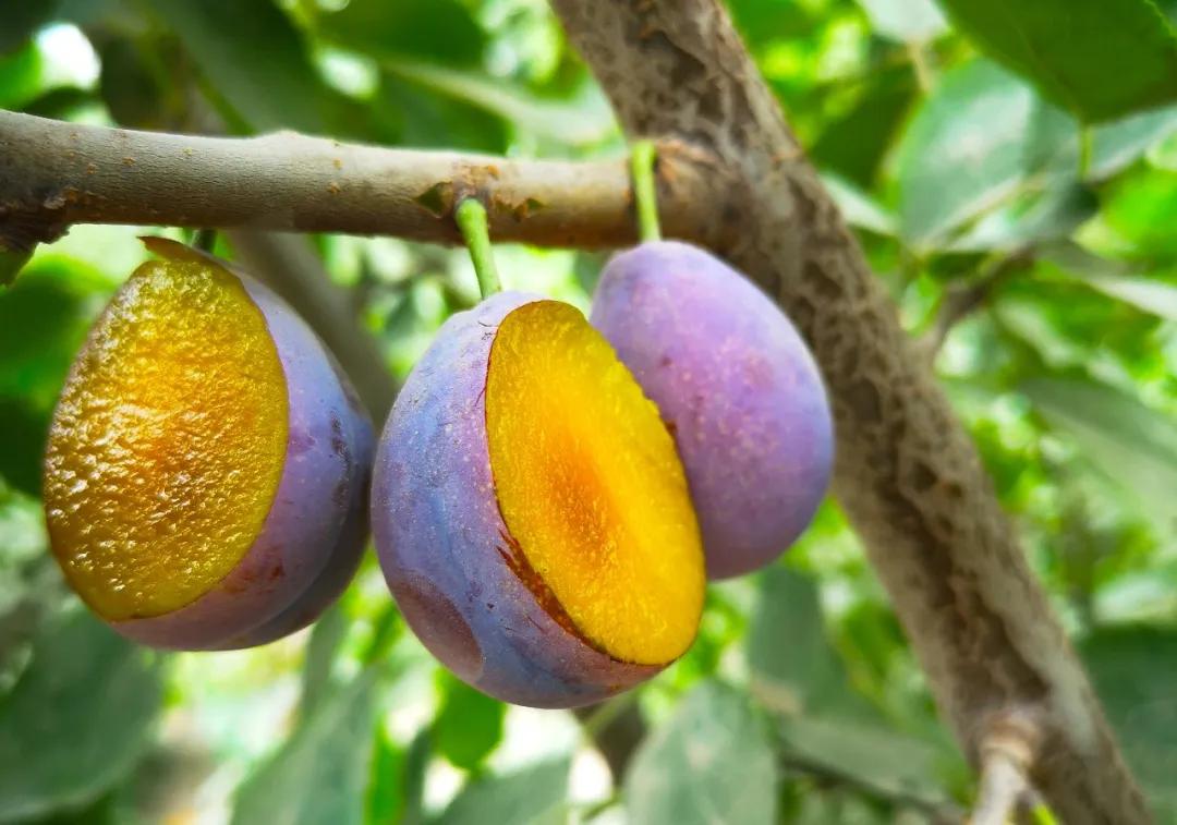 智利野生车厘子好吃吗,智利车厘子哪种好吃又划算