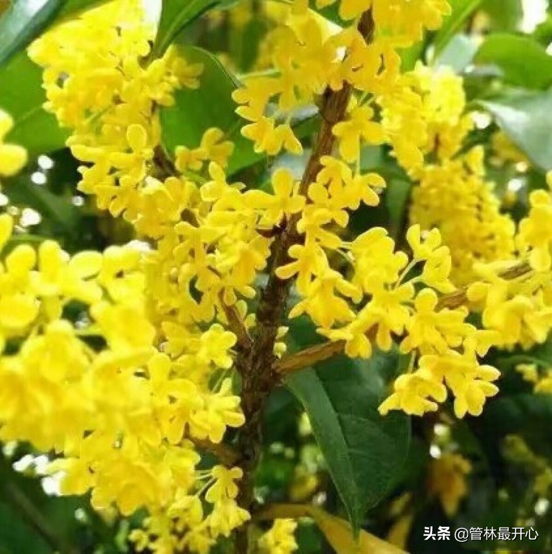 文人骚客喜欢用植物中的什么,古代文人志士爱好哪些植物