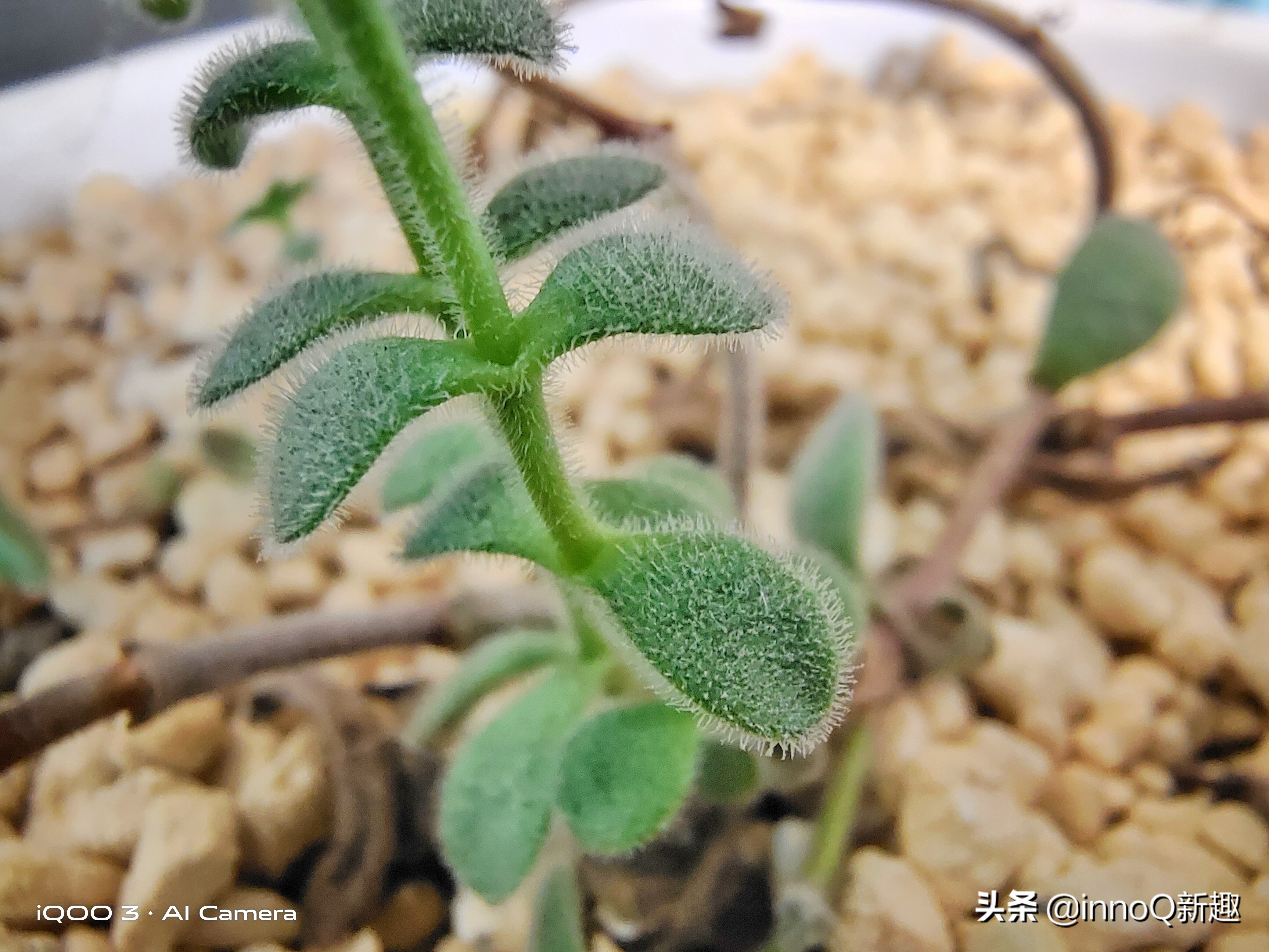 深度使用iqoo3一个星期,用完iqoo3换什么手机