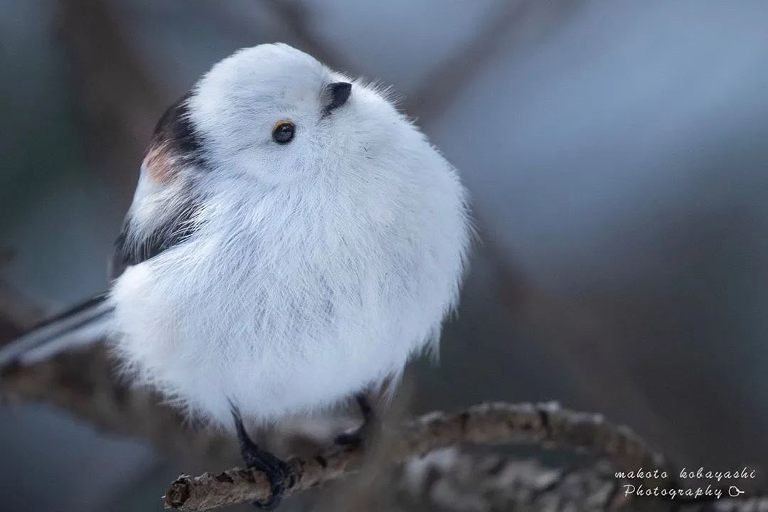 因为太萌差点成为“国鸟”的小肥啾：美丽在可爱面前一无是处