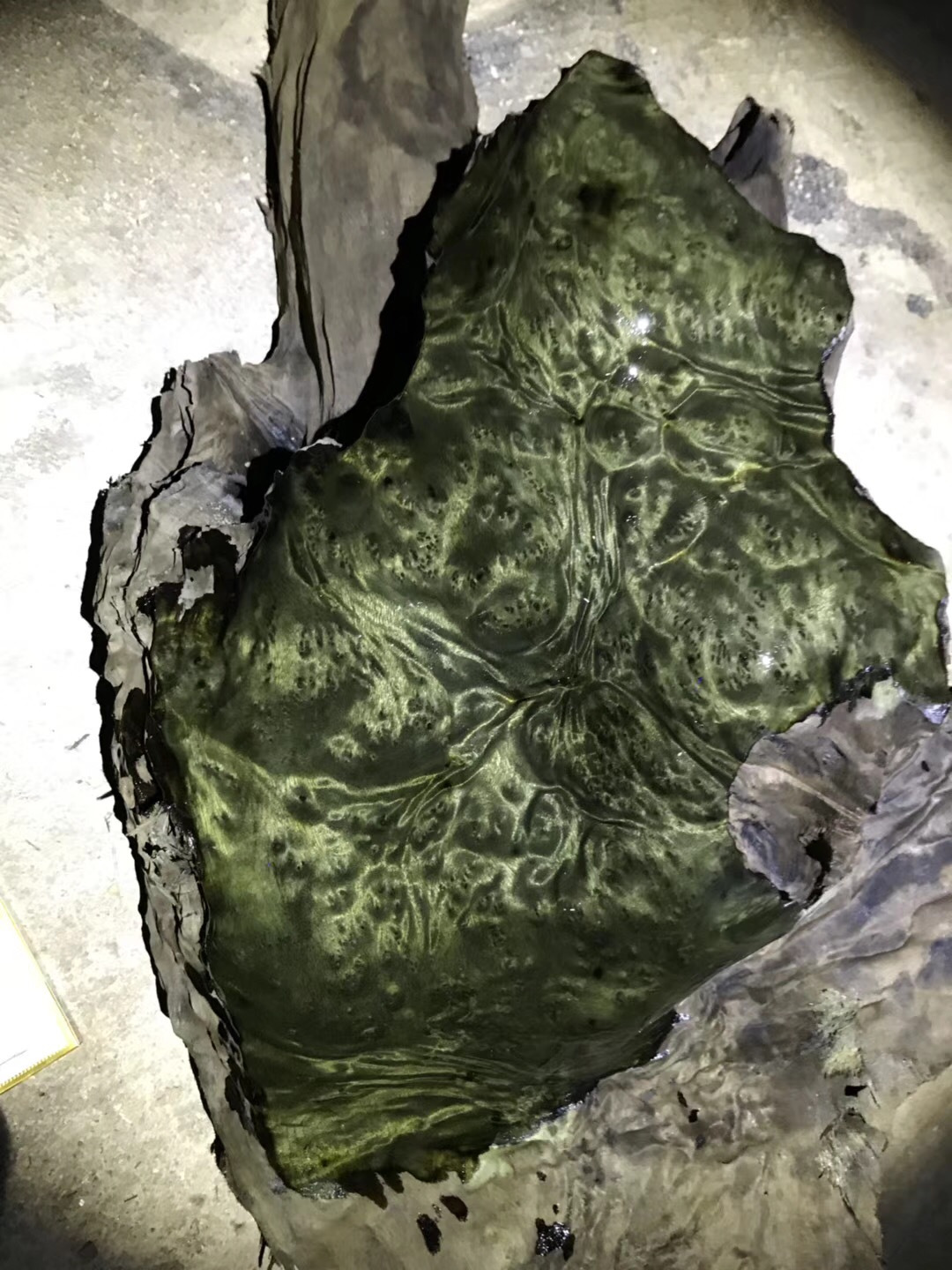 埋藏在地里千年阴沉木,农村里的宝藏植物