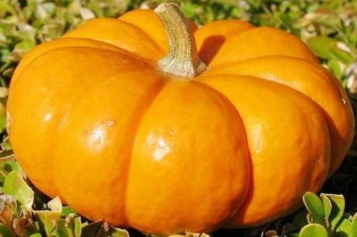 南瓜高产的最佳方法,蜜本南瓜种植前景及高产技术浅析