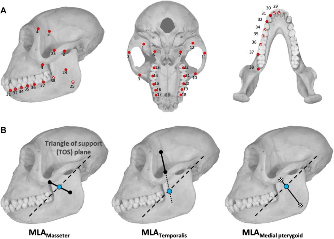 长智齿长寿,23岁长智齿是因为变聪明了吗