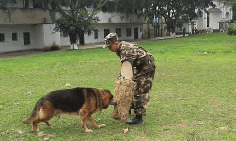 退役的军犬都被送到哪里了,那些退役的军人过得怎么样