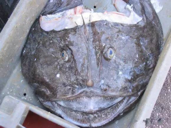 史上最全面的海鲜大咖,史上最全海鲜视频