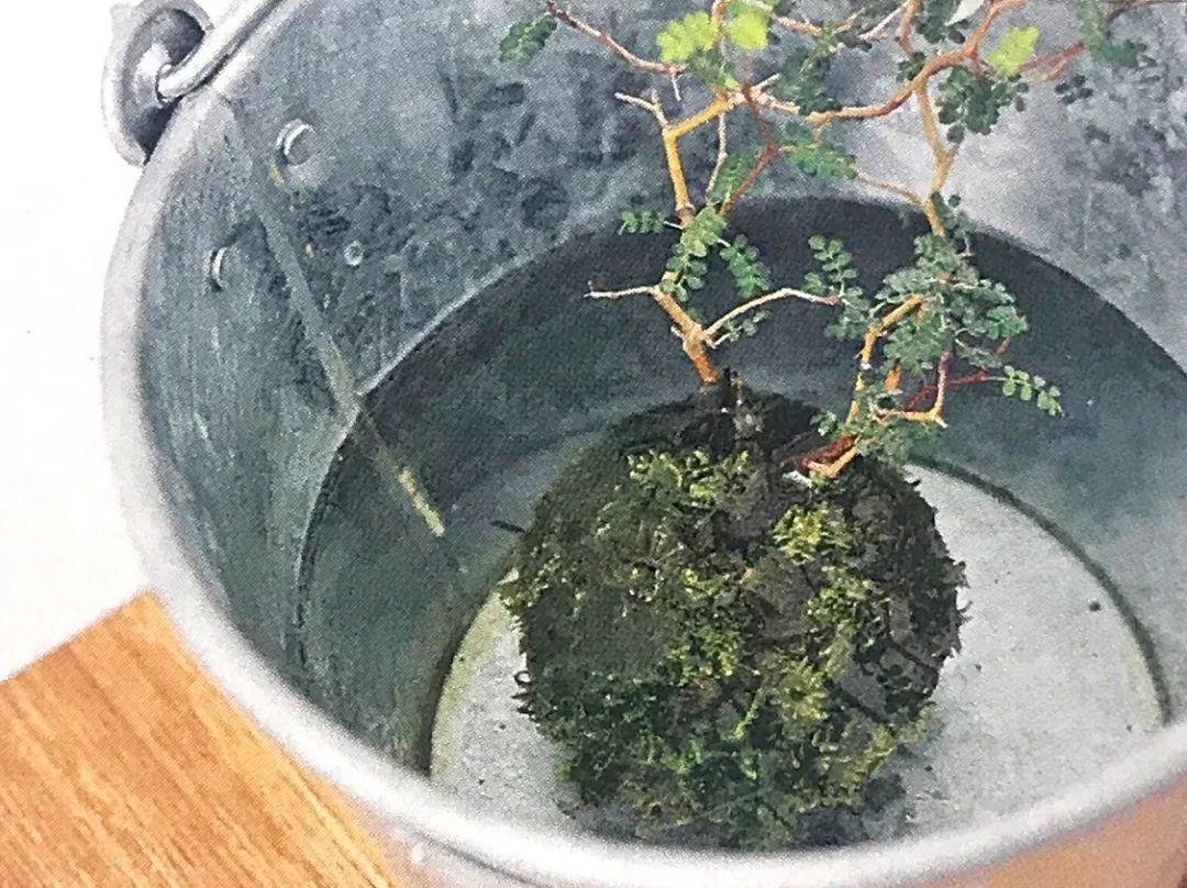 苔藓为什么变黄了,关于苔藓我还想知道什么