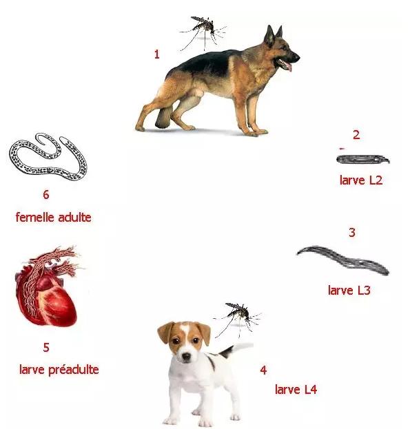 狗狗体内外寄生虫有哪些？看完这篇再也不用为这事儿发愁了
