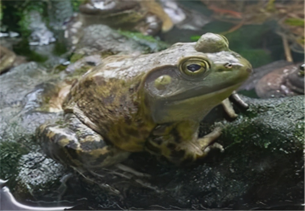 传染性强、死亡率高、无特效药的牛蛙歪头病该如何防控？