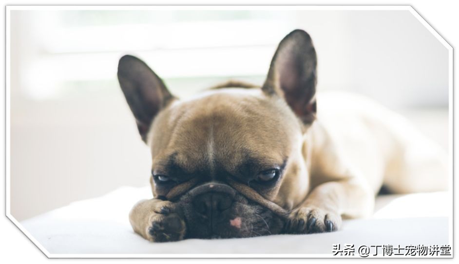 饲养幼犬教学,养宠新手喂食