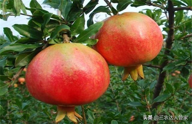 危害石榴的害虫,石榴景观树害虫有哪些