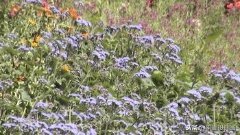 索尼dvd805e摄像机,索尼rx550e摄像机