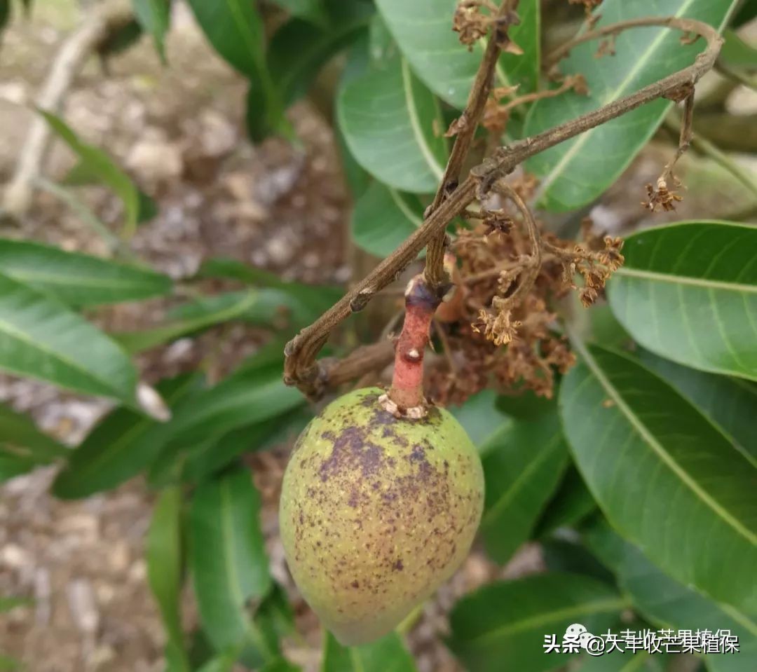 芒果在成熟期为什么会裂果掉果,芒果挂果期发生的病虫害