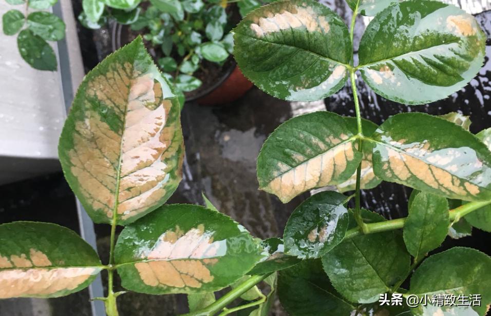 月季花是“药罐子”，常见10种病虫害，预防第一，救治第二