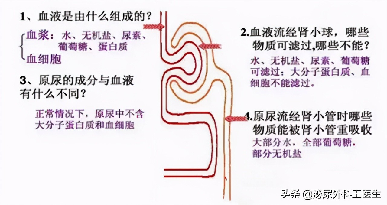 什么情况下会尿频但是一切正常,尿频为什么反复出现