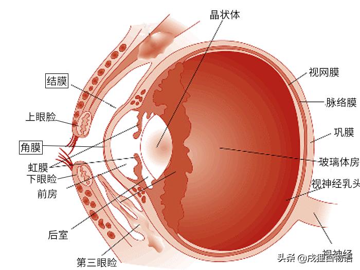 狗狗眼睛结膜炎的症状及治疗方法,如何辨别狗狗是结膜炎还是白内障