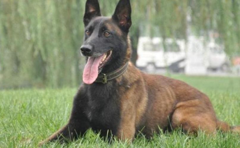 马犬淌眼屎,马犬眼发红有眼屎怎么治