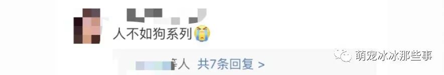 最壕狗窝！主人花3万5为爱宠造了个别墅，泳池和阳光房全都有