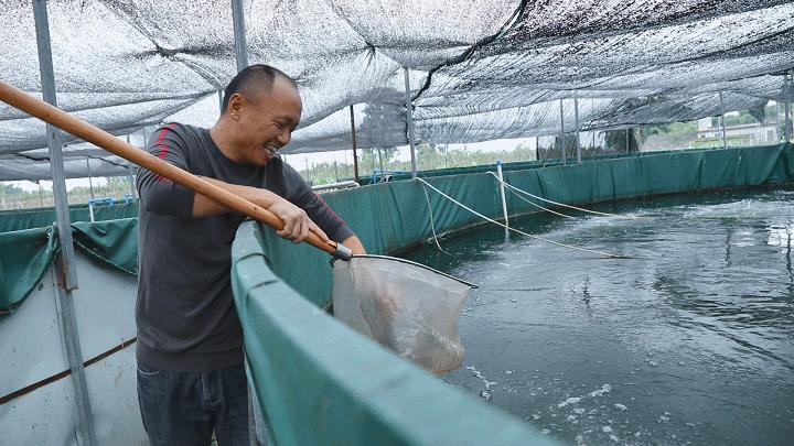 桶装水养斗鱼可以吗,高密度养鱼方法的经济效益如何