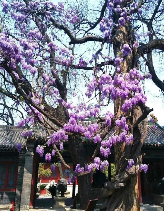 太原迎泽公园3月份看花,迎泽公园看花
