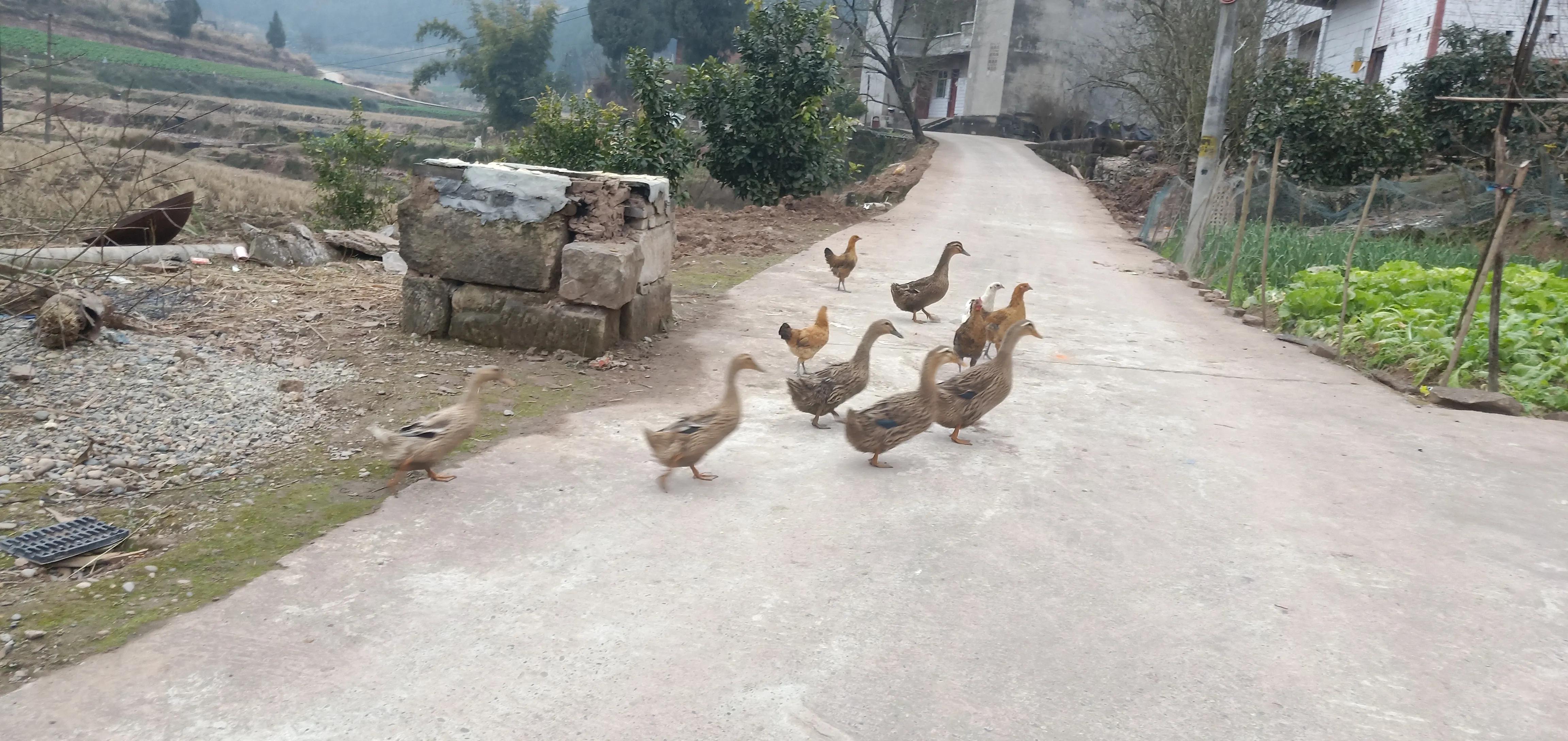 为了一只鸭子吵架,老丈人在桌上大骂女婿