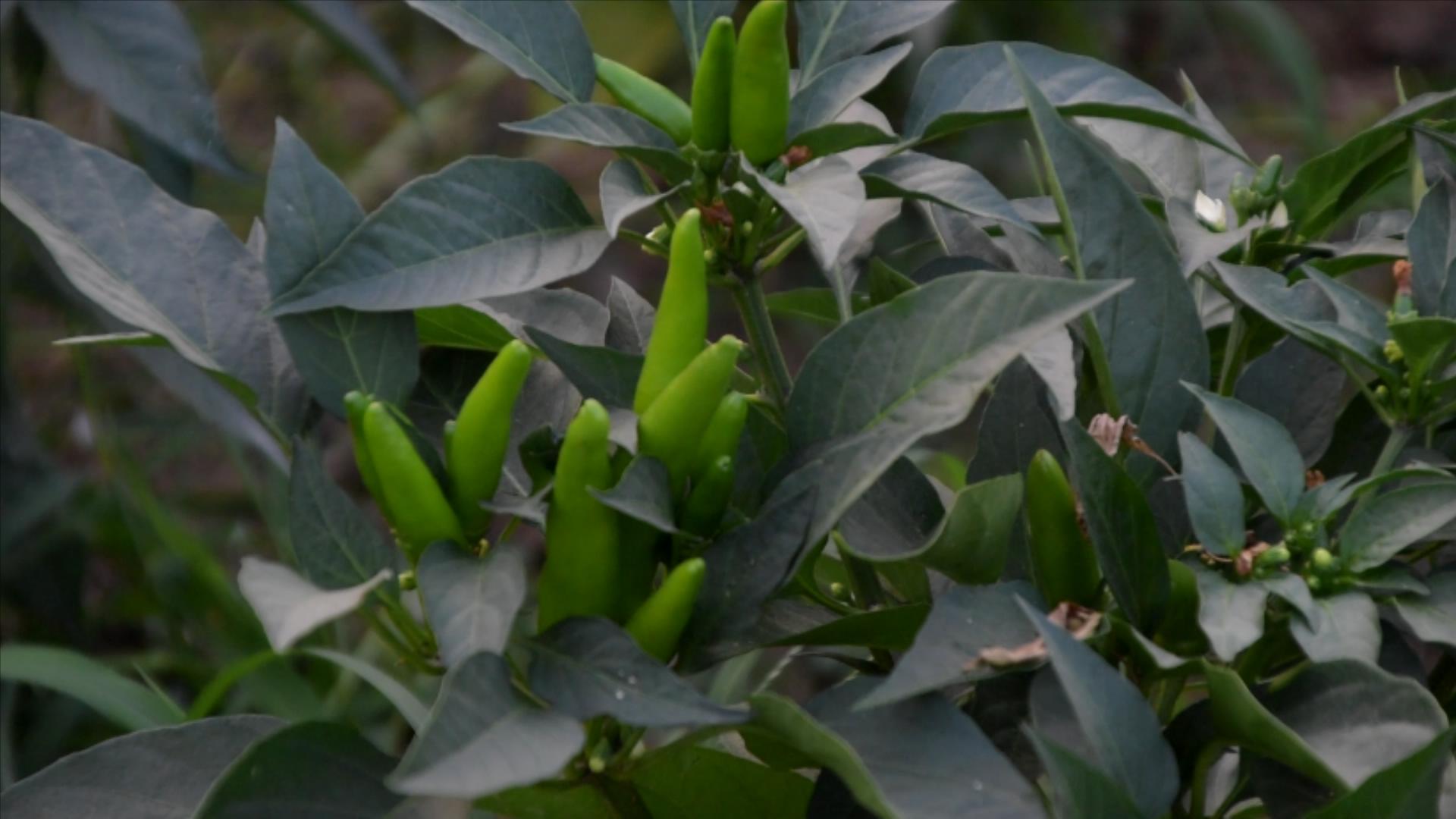 四月份阳台种植蔬菜的方法和技巧,四月种菜小技巧