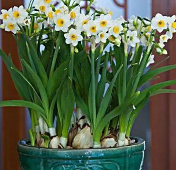 如何让水仙婀娜多姿，花香四溢